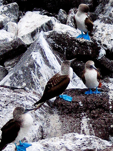 February photo comp: Blue footed boobies, Galapagos