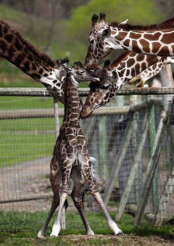 http://static.guim.co.uk/sys-images/Guardian/Pix/pictures/2010/3/11/1268333064251/Malai-baby-giraffe-011.jpg