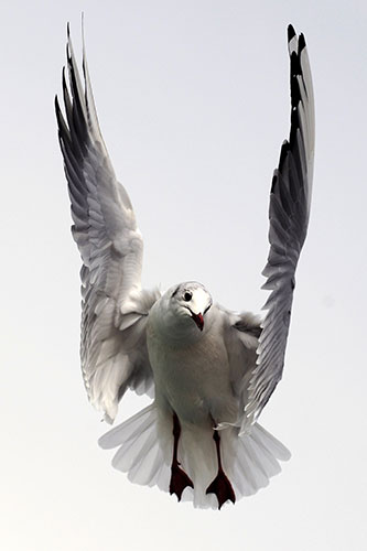 http://static.guim.co.uk/sys-images/Guardian/Pix/pictures/2010/3/18/1268935043297/A-seagull-flies-over-a-fe-002.jpg