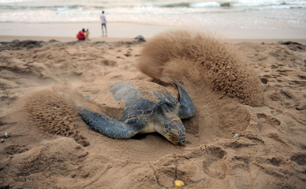 http://static.guim.co.uk/sys-images/Guardian/Pix/pictures/2010/3/18/1268935084488/An-Olive-Ridley-turtle-on-018.jpg