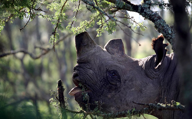 http://static.guim.co.uk/sys-images/Guardian/Pix/pictures/2010/3/24/1269454943200/Rhino-in-Kenya-020.jpg