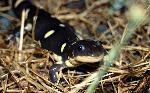 http://static.guim.co.uk/sys-images/Guardian/Pix/pictures/2010/3/4/1267727223403/California-tiger-salamand-005.jpg