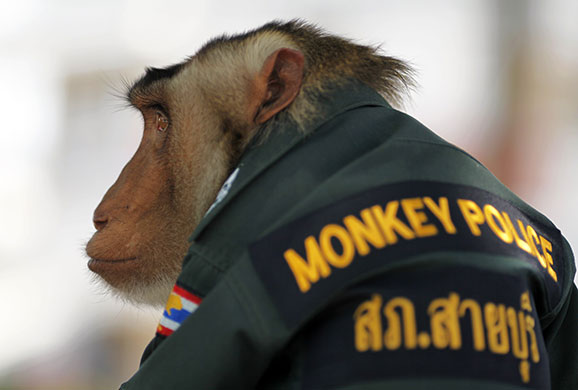 24 hours in pictures: Monkey police in Thailand