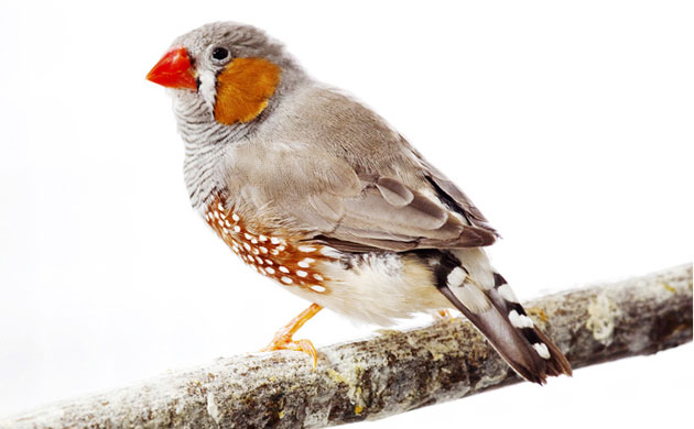 http://static.guim.co.uk/sys-images/Guardian/Pix/pictures/2010/4/1/1270130820678/Handout-of-a-zebra-finch-012.jpg