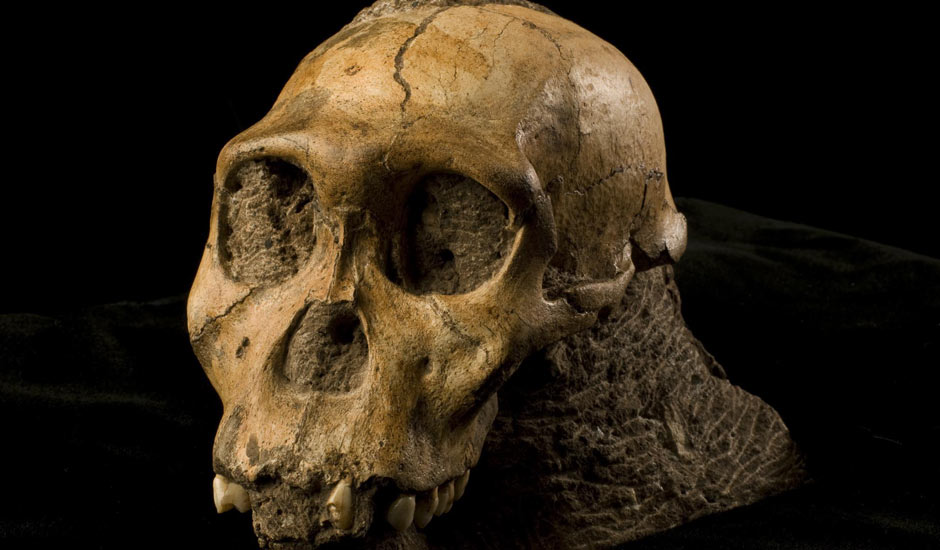 Skull-of-Skull-of-Austral-007.jpg