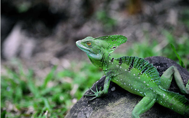 http://static.guim.co.uk/sys-images/Guardian/Pix/pictures/2010/4/9/1270811011870/Picture-of-a-green-lizard-007.jpg