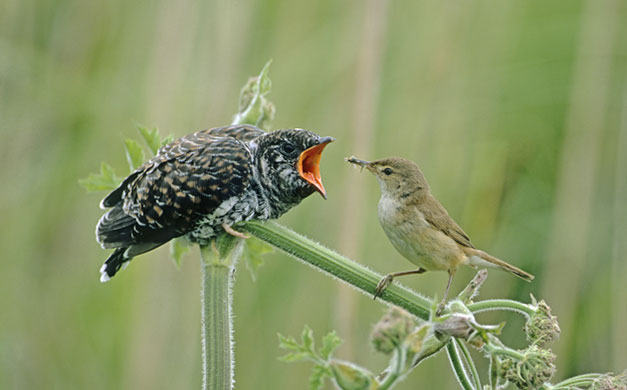 http://static.guim.co.uk/sys-images/Guardian/Pix/pictures/2010/4/9/1270811014377/This-reed-warbler-was-for-009.jpg