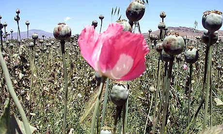A-field-of-opium-poppies-006.jpg