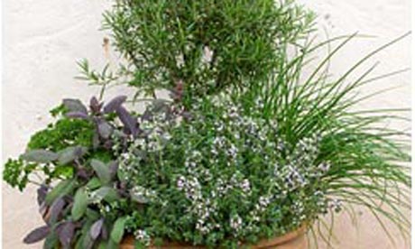 Plant of week: Herb garden