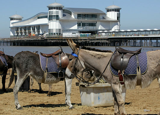 Grand Pier: Donkeys on the beach