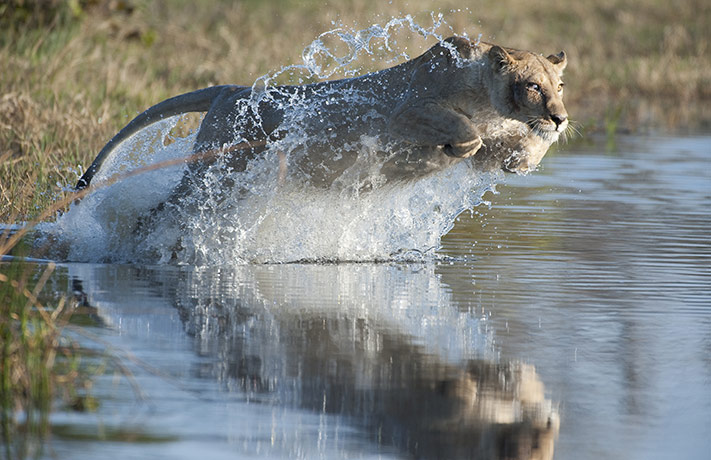 http://static.guim.co.uk/sys-images/Guardian/Pix/pictures/2010/7/16/1279277223934/African-lion--jumping-in--004.jpg
