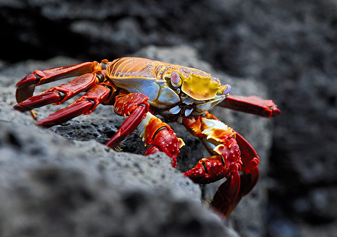 galapagos wildlife: a sally lightfoot crab