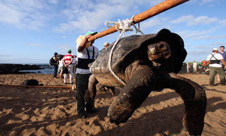 Galapagos-turtle-006.jpg