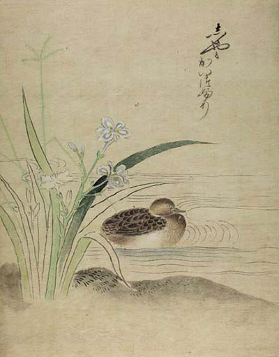 Haiku Animals: Anon, Grebe on the Water with Irises