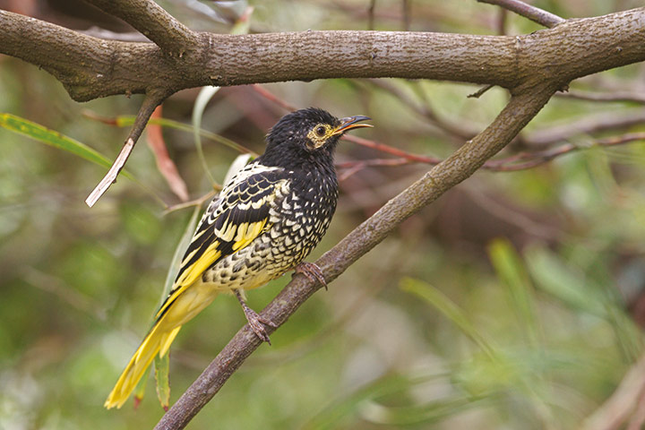 Atlas of Rare Birds: Book Review : The regent honeyeater 