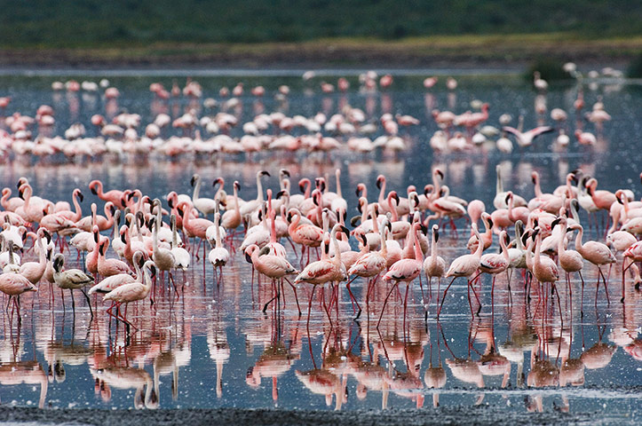 Atlas of Rare Birds: Book review: Lesser Flamingo