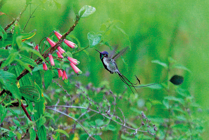 Atlas of Rare Birds: Book Review : spatuletail hummingbird