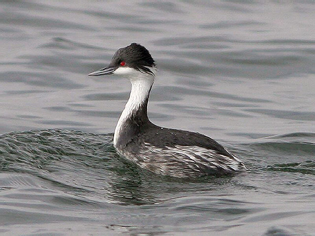 Atlas of Rare Birds: Book Review :  Junin grebe