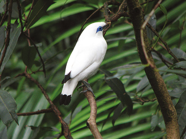 Atlas of Rare Birds: Book Review : Bali myna