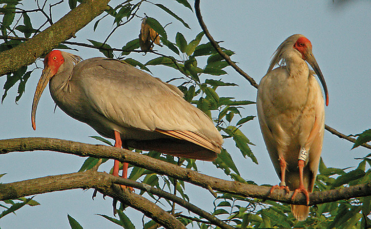 Atlas of Rare Birds: Book Review : crested ibis