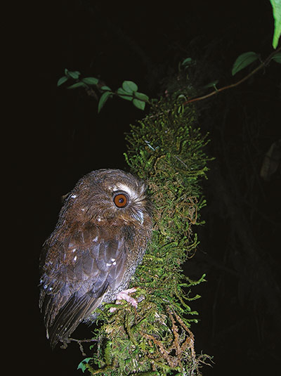 Atlas of Rare Birds: Book Review :  long-whiskered owlet