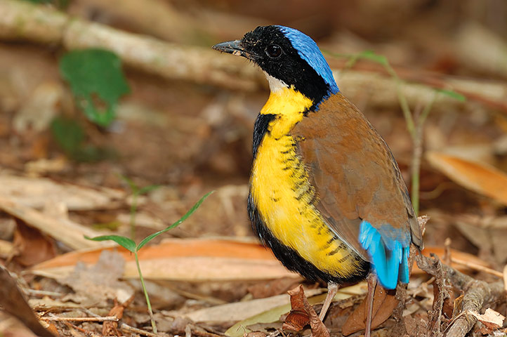 Atlas of Rare Birds: Book Review : Gurney’s pitta