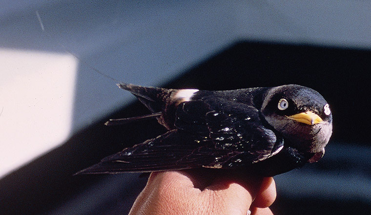 Atlas of Rare Birds: Book Review : The white-eyed river martin 