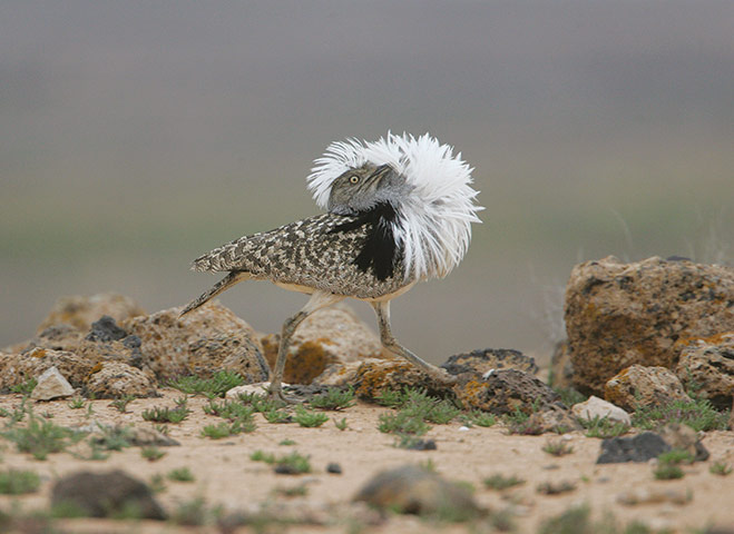 http://static.guim.co.uk/sys-images/Guardian/Pix/pictures/2010/8/25/1282734788520/Book-Review--houbara-bust-015.jpg