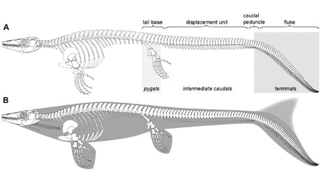 mosasaurus bone