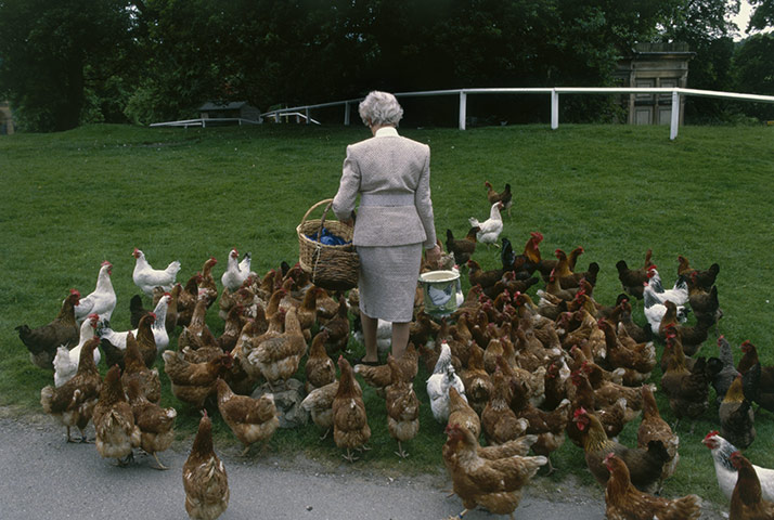 Duchess of Devonshire: The duchess with her beloved chickens