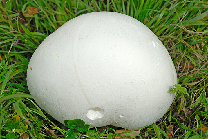 Giant White Mushroom Pics About Space 5682