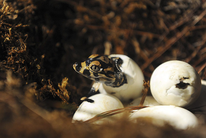 http://static.guim.co.uk/sys-images/Guardian/Pix/pictures/2010/9/16/1284651850629/A-newly-hatched-Yangtze-a-017.jpg