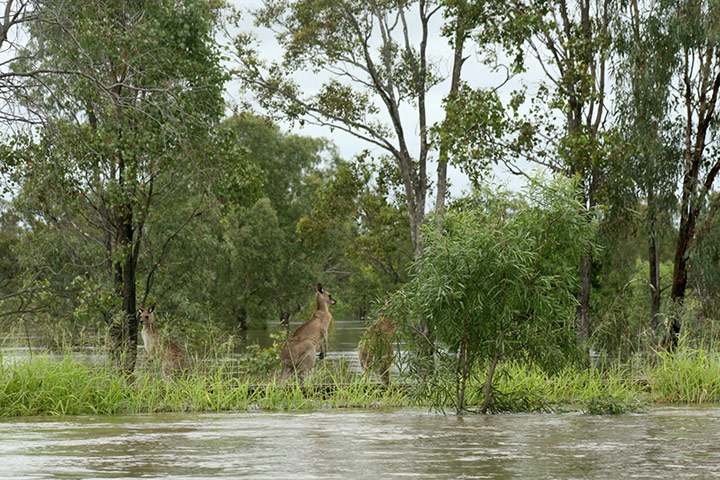 http://static.guim.co.uk/sys-images/Guardian/Pix/pictures/2011/1/13/1294938776839/Brisbane-Floods-Worsen-As-008.jpg