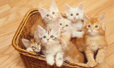 Cute kittens