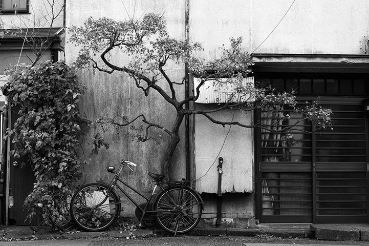 Tokyo by Paul Church: cherry blossom tree