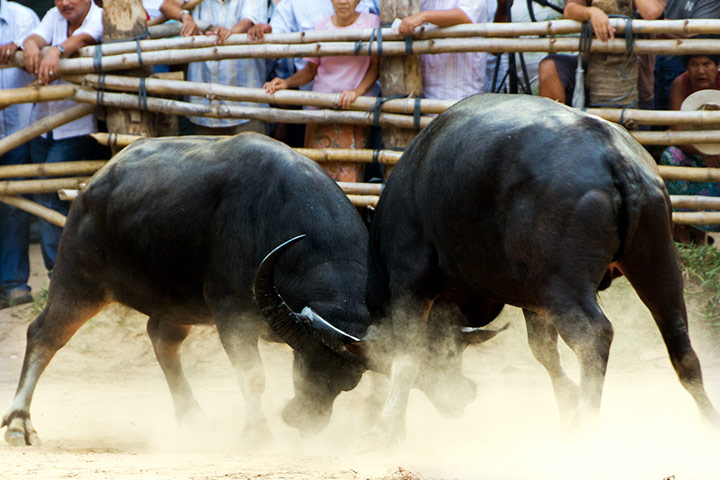 Been there gallery Dec 11: Bullfight, Thailand