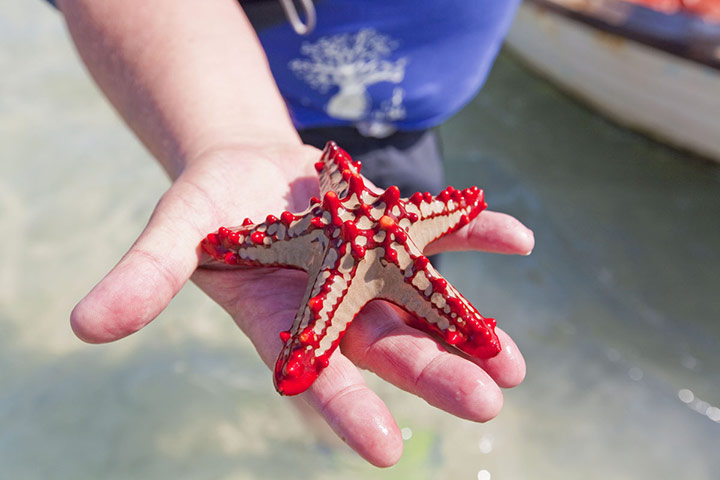 Mozambique dhow trip: Quirimbas starfish