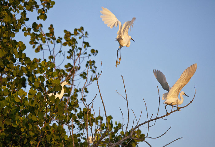 Mozambique dhow trip: Dimorphic egrets