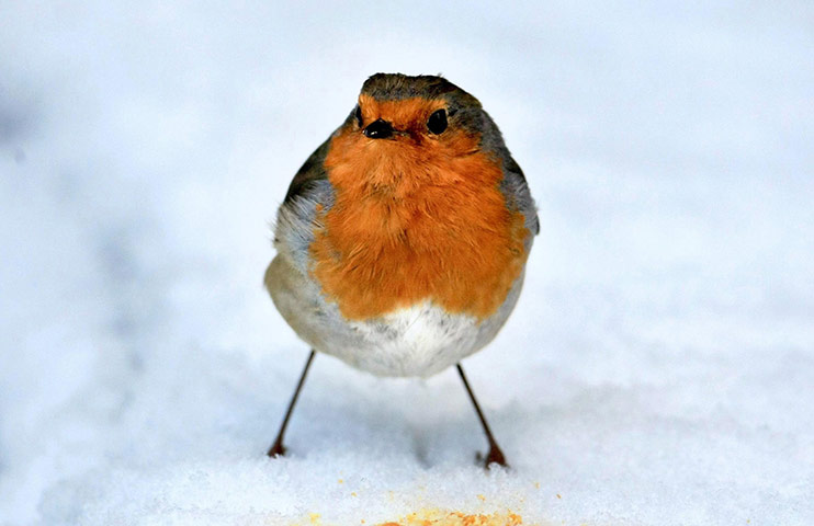 http://static.guim.co.uk/sys-images/Guardian/Pix/pictures/2011/12/15/1323974415461/Robin-study-008.jpg