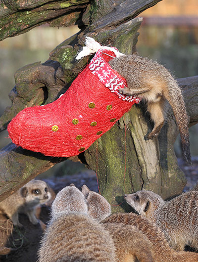 christmas meerkat toy