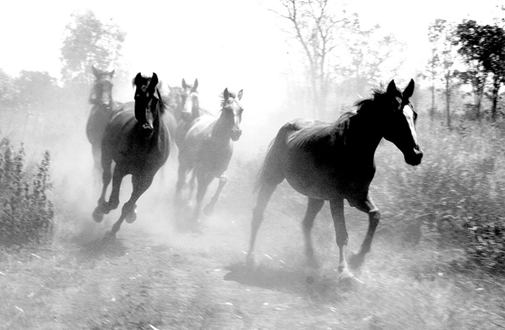 BT winners gallery 2011 : Horses, Australia