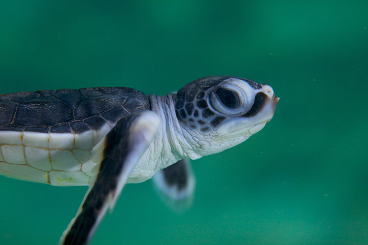 Great Barrier Reef: Green turtle hatching at Raine Island