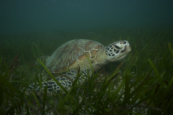 Great Barrier Reef: Green turtle in a sea grass bed