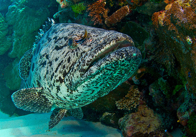 Great Barrier Reef: Potato cod at Cod Hole, the Ribbons Reef