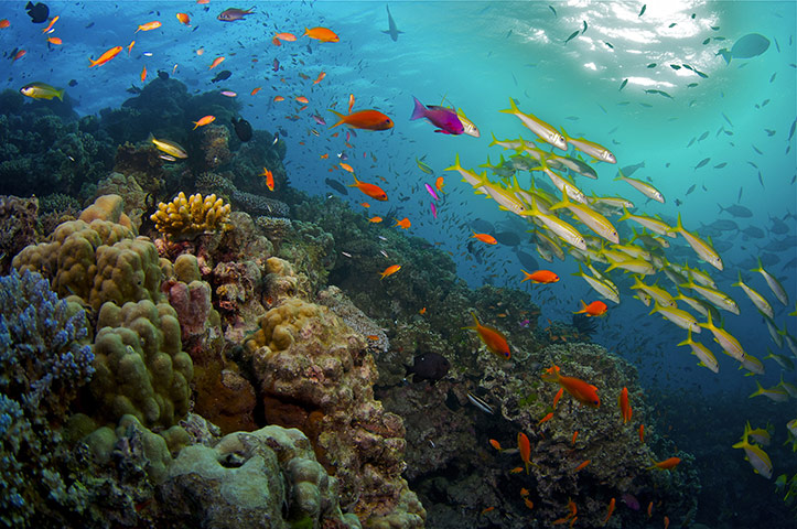 Great Barrier Reef: The Ribbons Reef, Great Barrier Reef