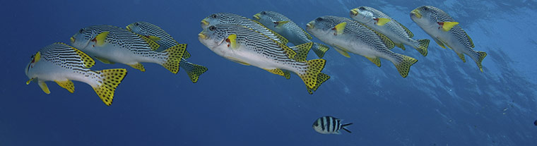 Great Barrier Reef: Sweetlips, Great Barrier Reef