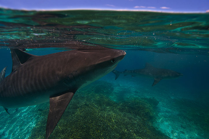 Great Barrier Reef: Tiger shark in the shallows of Raine Island