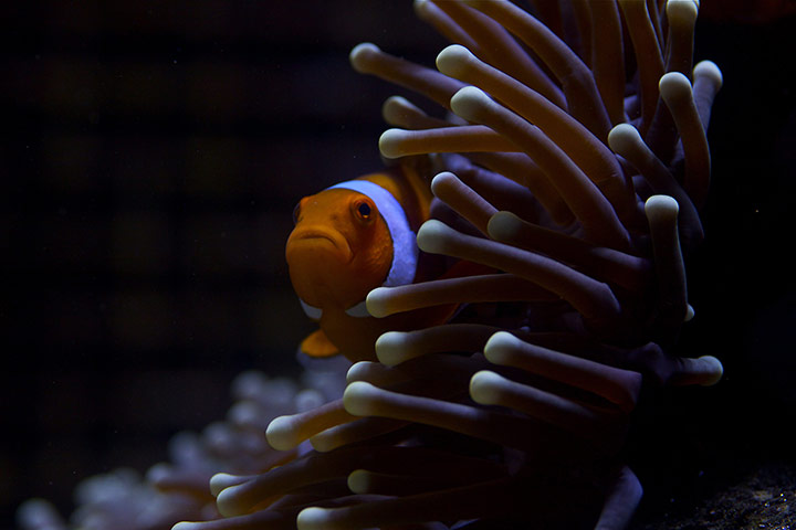 Great Barrier Reef: Anemone fish