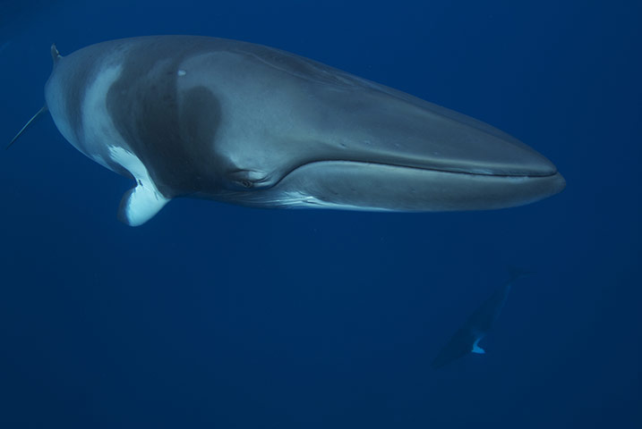 Great Barrier Reef: Minke whale, Great Barrier Reef