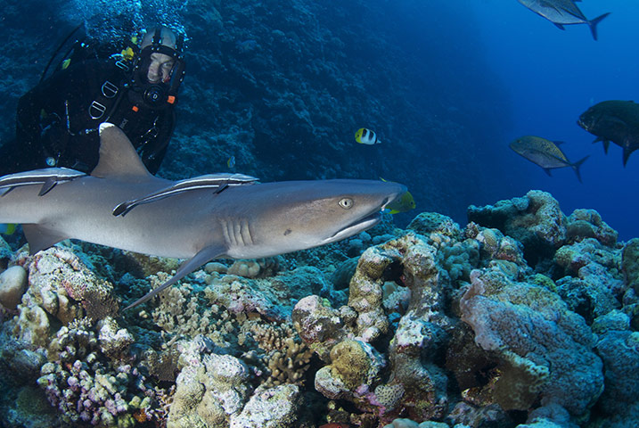 Great Barrier Reef: Monty Halls with a whitetip reef shark